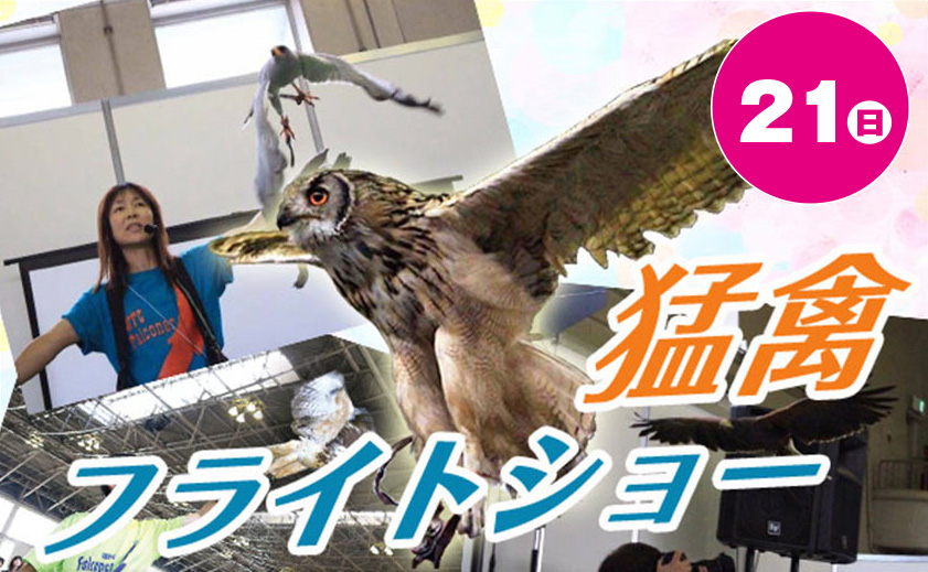 猛禽フライトショー