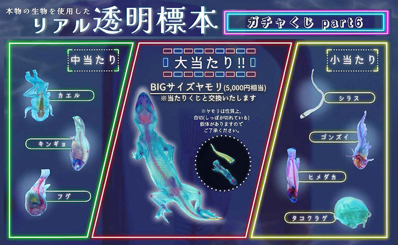 リアル透明標本ガチャくじpart6バナー