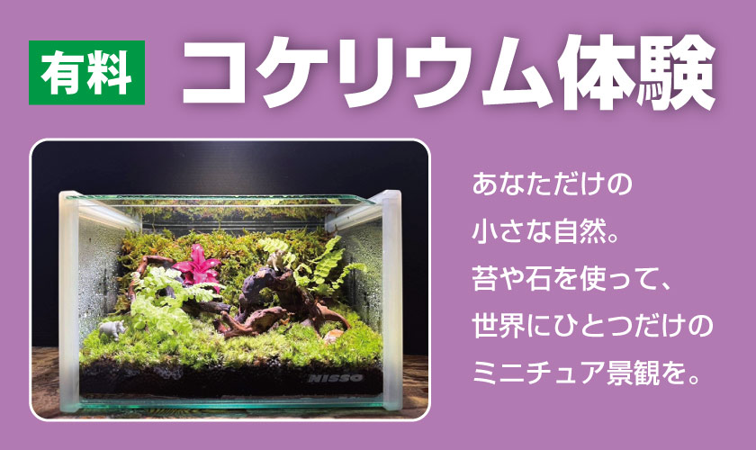 コケリウム体験