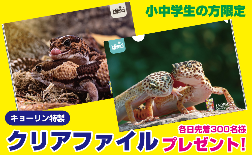 キョーリンクリアファイルプレゼント