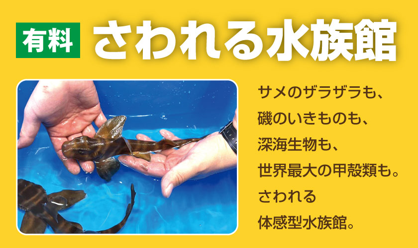 さわれる水族館
