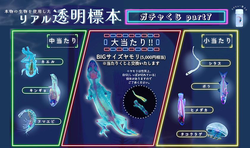 リアル透明標本ガチャくじpart7