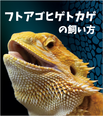フトアゴヒゲトカゲの飼い方
