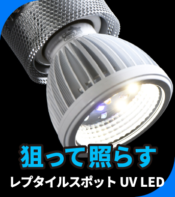 Giangardenスポット