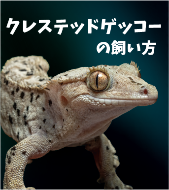 クレステッドゲッコーの飼い方
